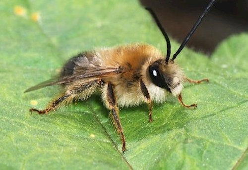 langhornbiene