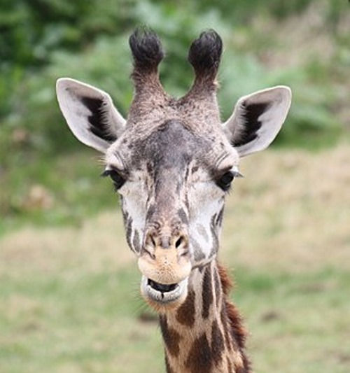 Masai_Giraffe
